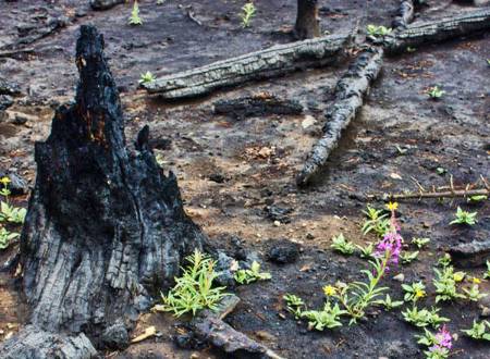 flowers grow at the base of a burned-out stump