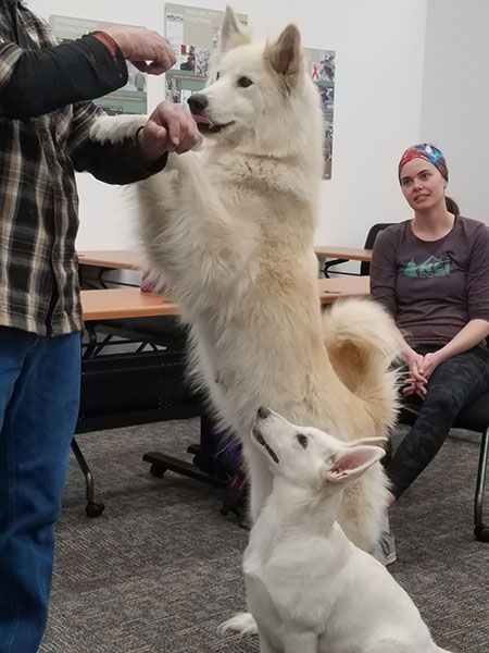 two service dogs play with their trainer during a class