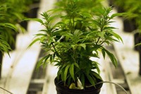 Diagnosed: Medical Cannabis Campaign Targets Individuals With Disabilities | CPD Media